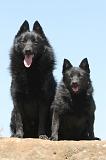 SCHIPPERKE 053